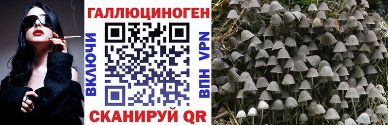 Галлюциногенные грибы Psilocybe  Дмитров 