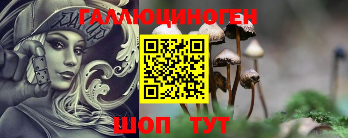дарнет шоп  Дмитров  Галлюциногенные грибы Cubensis 